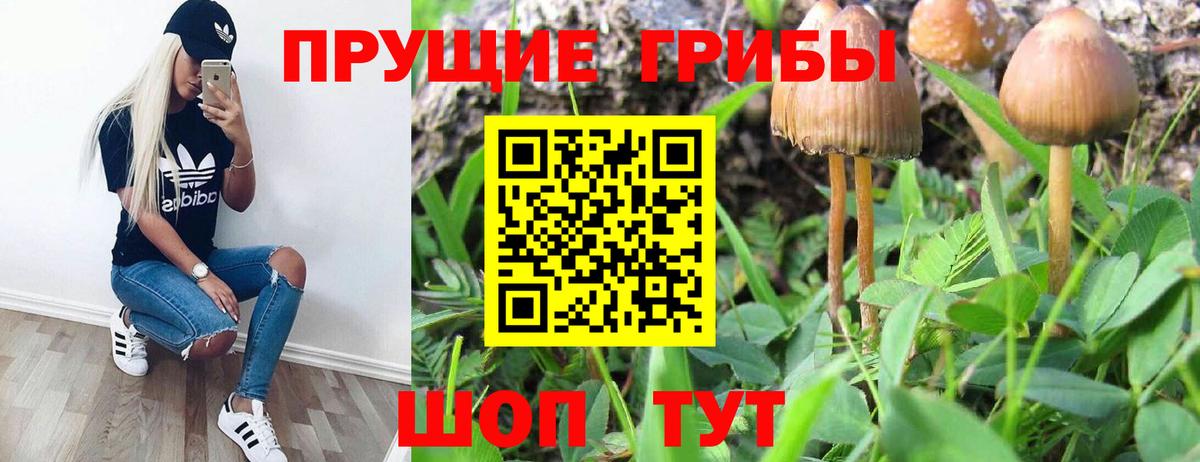 Пугачёв  Галлюциногенные грибы Psilocybe  наркошоп  Вход с VPN 